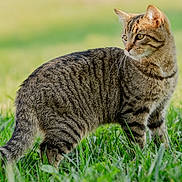 Tigrou a rejoint le concours — aidez-le/la à gagner de superbes lots ! animal, cat, closeup, curious, daylight, ears, feline, fur, grass, greenery, looking_away, mammal, nature, outdoor, pet, tabby_cat, tail, walking, whiskers, wildlife