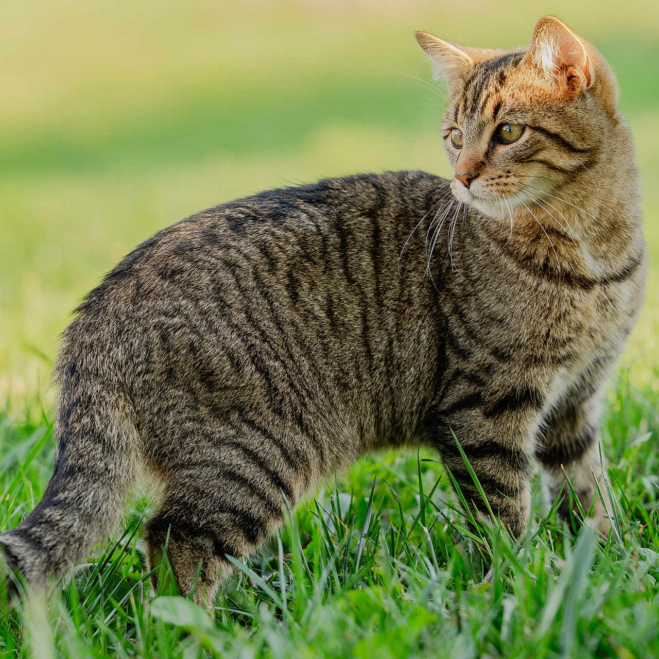 Tigrou a rejoint le concours — aidez-le/la à gagner de superbes lots ! animal, cat, closeup, curious, daylight, ears, feline, fur, grass, greenery, looking_away, mammal, nature, outdoor, pet, tabby_cat, tail, walking, whiskers, wildlife
