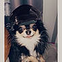 accessories, animal, canine, cap, chihuahua, clothing, cockerspaniel, dog, face, glasses, goggles, hat, head, papillon, person, pet, photography, portrait, puppy, sunglasses