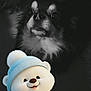 Titus a rejoint le concours — aidez-le/la à gagner de superbes lots ! animal, canine, cap, chihuahua, clothing, cockerspaniel, dog, face, happy, hat, head, papillon, person, pet, photography, plush, portrait, puppy, smile, toy