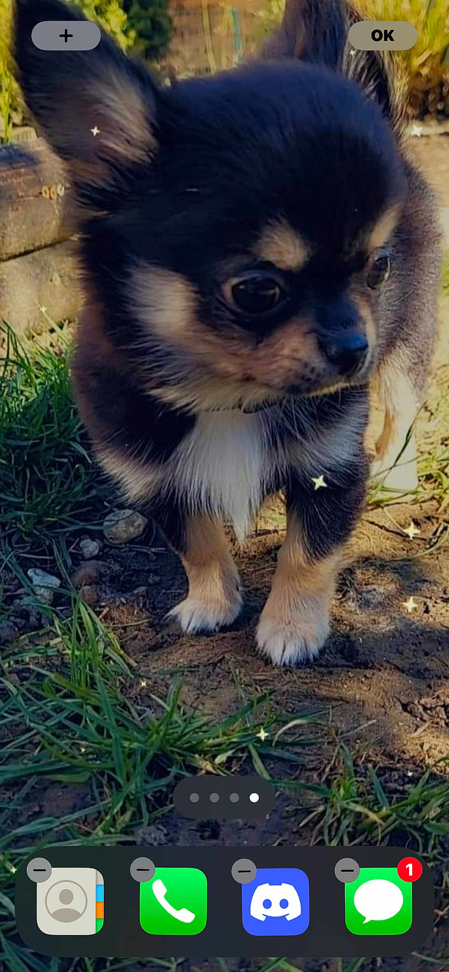 Titus a rejoint le concours — aidez-le/la à gagner de superbes lots ! animal, canine, chihuahua, cockerspaniel, dog, electronics, grass, green, lawn, mobilephone, papillon, pet, phone, plant, puppy, qrcode, rock, snout, terrier, zoo