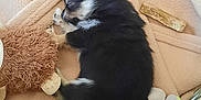 Titus participe au concours pour gagner de l'argent avec cette photo : animal, ball, blanket, canine, cat, couch, crib, cushion, dog, dogbed, furniture, infantbed, kitten, person, pet, puppy, sleeping, sport, tennis, tennisball