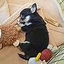 animal, ball, blanket, canine, cat, couch, crib, cushion, dog, dogbed, furniture, infantbed, kitten, person, pet, puppy, sleeping, sport, tennis, tennisball