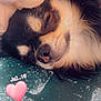 animal, baby, canine, cockerspaniel, cream, dessert, dog, eskimodog, face, head, heart, husky, papillon, person, pet, photography, portrait, puppy, sleeping, symbol