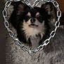 accessories, animal, ankle, antelope, bodypart, canine, chain, cockerspaniel, dog, eskimodog, husky, jewelry, necklace, papillon, person, pet, puppy, silver, sphere, terrier