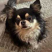 Titus a rejoint le concours — aidez-le/la à gagner de superbes lots ! animal, black_and_white, carpet, chihuahua, companion, cute, dog, domestic_animal, ears, face, fur, indoor, long_hair, looking_up, nose, pet, portrait, small_dog, tail, whiskers