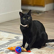 Babu is registered to the contest to win money with this photo: black_cat, cat, pet, indoor, toy, fish_toy, ball, floor, rug, wood_floor, animal, feline, collar, curious, sitting, domestic_cat, closeup, household, playful, fur