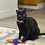 black_cat, cat, pet, indoor, toy, fish_toy, ball, floor, rug, wood_floor, animal, feline, collar, curious, sitting, domestic_cat, closeup, household, playful, fur
