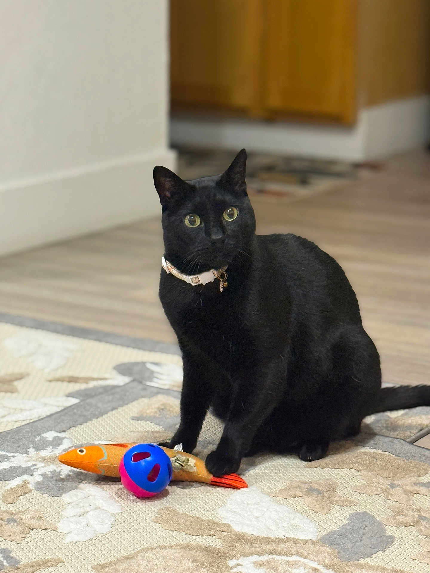 Babu is registered to the contest to win money with this photo: black_cat, cat, pet, indoor, toy, fish_toy, ball, floor, rug, wood_floor, animal, feline, collar, curious, sitting, domestic_cat, closeup, household, playful, fur