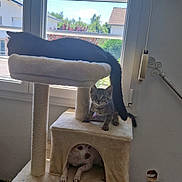 Apache participe au concours pour gagner de l'argent avec cette photo : cat, kitten, dog, cat_tree, window, indoor, pets, animal, furniture, curious, lounging, sunlight, beige, black_cat, tabby_kitten, small_dog, home, cozy, resting, cute