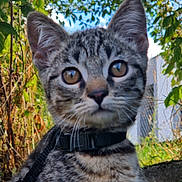 Apache a rejoint le concours — aidez-le/la à gagner de superbes lots ! animal, cat, closeup, curious, domestic, ears, fence, greenery, harness, kitten, leaves, mammal, nature, outdoor, pet, portrait, sky, tabby, whiskers, young