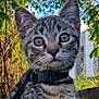 animal, cat, closeup, curious, domestic, ears, fence, greenery, harness, kitten, leaves, mammal, nature, outdoor, pet, portrait, sky, tabby, whiskers, young