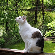 Jingles joined the competition — help win amazing prizes! animal, cat, curious, daylight, fur, garden, greenery, leaf, looking_up, mammal, nature, outdoor, peaceful, pet, sitting, tree, whiskers, white_cat, wildlife, wooden_railing