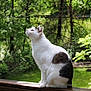animal, cat, curious, daylight, fur, garden, greenery, leaf, looking_up, mammal, nature, outdoor, peaceful, pet, sitting, tree, whiskers, white_cat, wildlife, wooden_railing