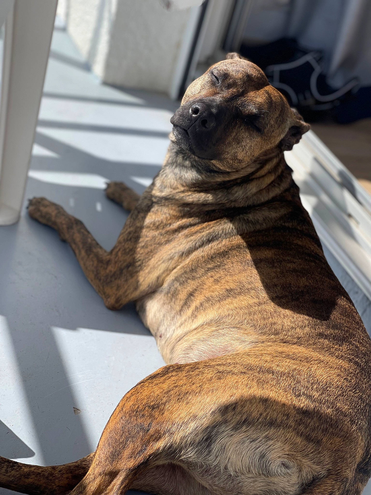 Bulma participe au concours pour gagner de l'argent avec cette photo : canidae, carnivore, claw, comfort, companion_dog, dog_breed, fawn, felidae, foot, fur, paw, seal, snout, tail, terrestrial_animal, whiskers, wildlife, wood, working_animal, wrinkle