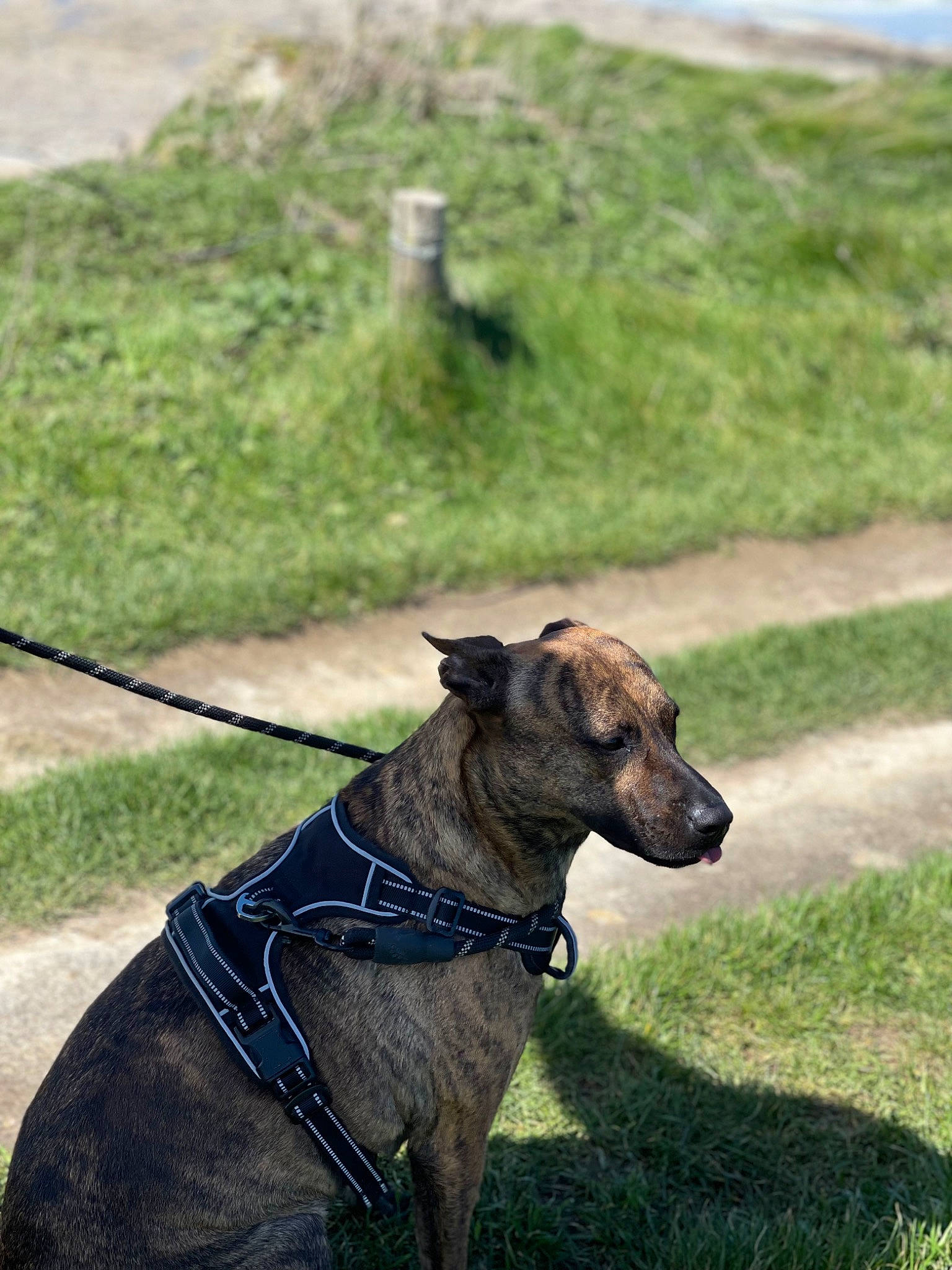 Bulma a rejoint le concours — aidez-le/la à gagner de superbes lots ! carnivore, collar, companion_dog, dog, dog_breed, dog_collar, dog_supply, grass, grassland, leash, magyar_agar, pet_supply, plant, rampur_greyhound, sighthound, snout, tail, terrestrial_animal, whiskers, working_animal