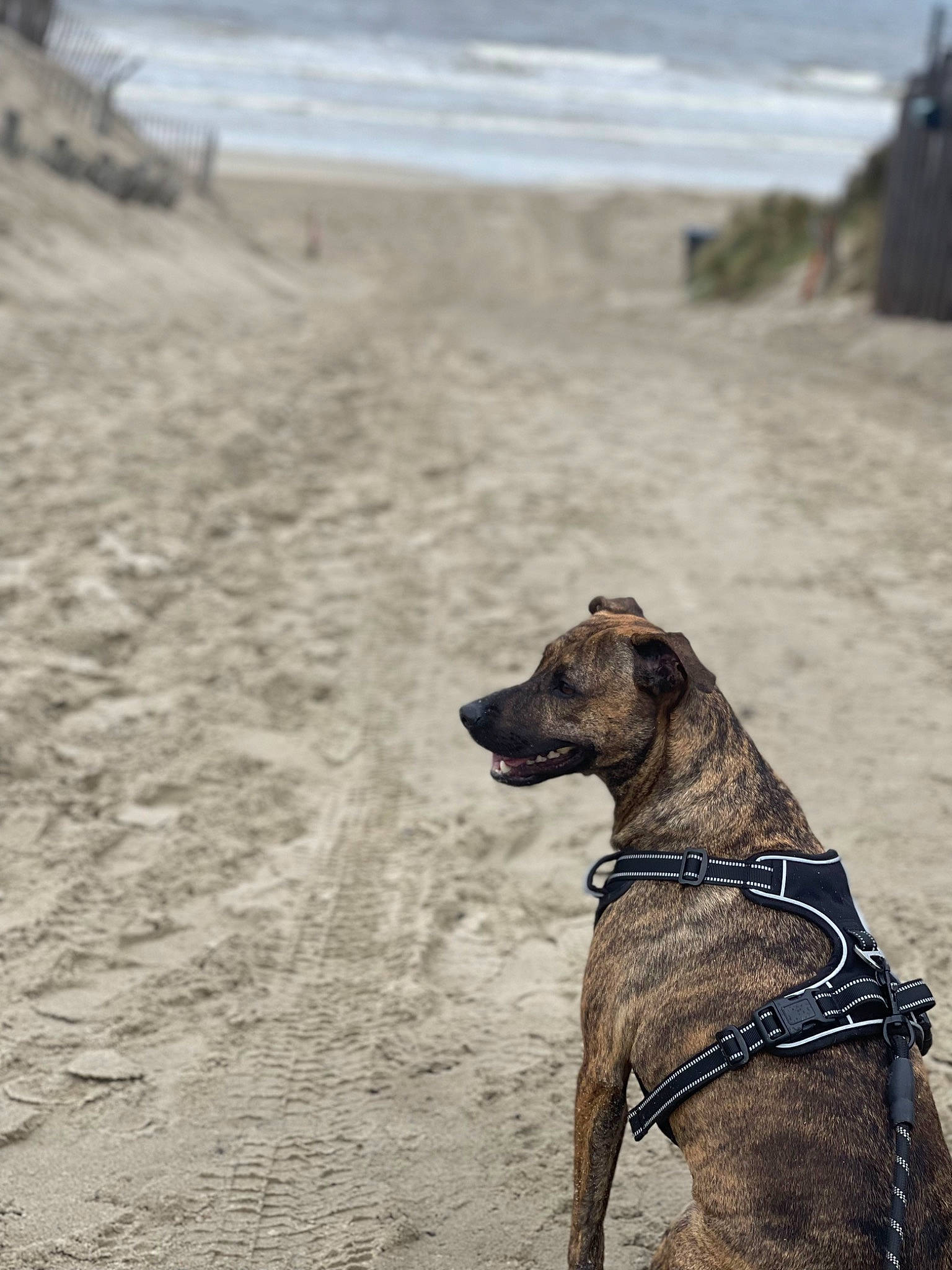 Bulma participe au concours pour gagner de l'argent avec cette photo : beach, canidae, carnivore, collar, companion_dog, dog, dog_breed, dog_collar, dog_supply, fashion_accessory, fawn, liver, pet_supply, sand, snout, sporting_group, terrestrial_animal, water, wood, working_animal