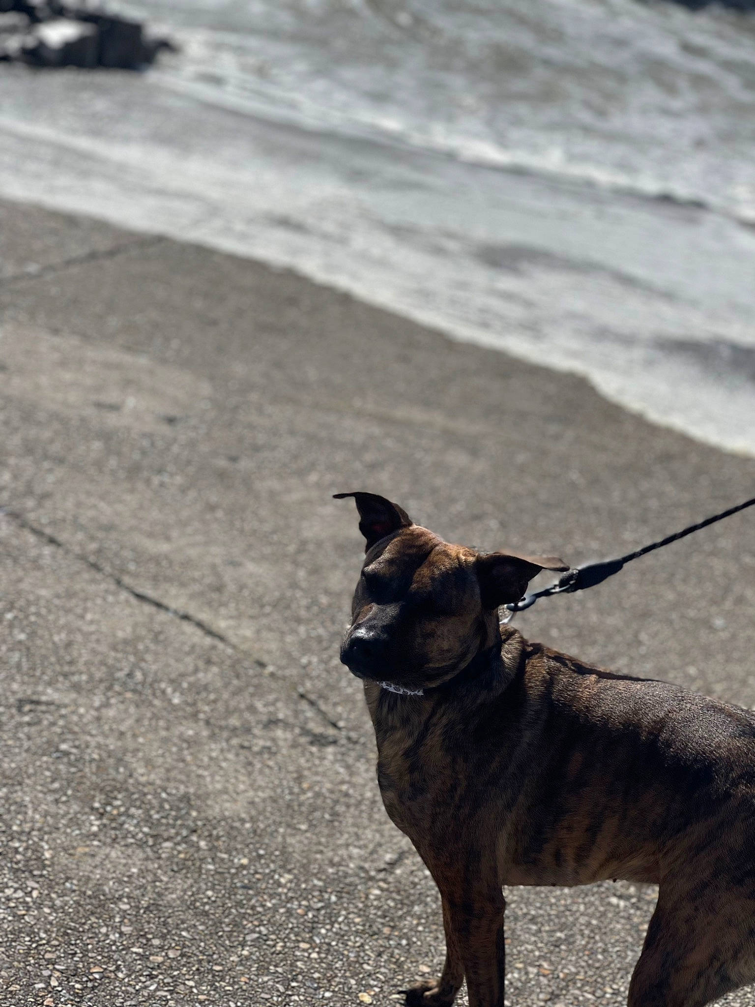 Bulma a rejoint le concours — aidez-le/la à gagner de superbes lots ! beach, canidae, carnivore, collar, companion_dog, dog, dog_breed, dog_collar, fawn, leash, liver, road_surface, shadow, snout, sporting_group, tail, terrestrial_animal, water, wood, working_animal