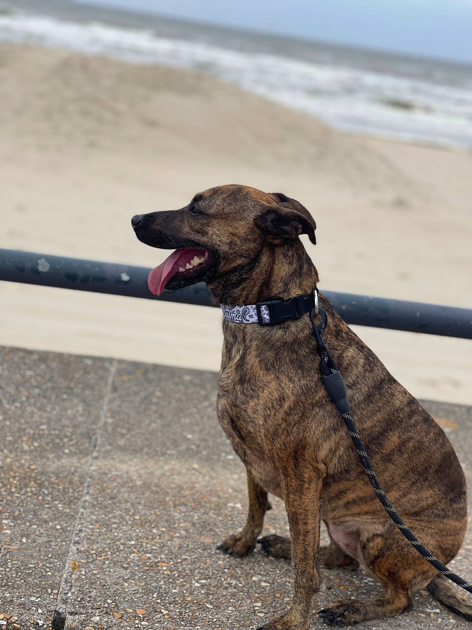 Bulma participe au concours pour gagner de l'argent avec cette photo : beach, canidae, carnivore, collar, companion_dog, dog, dog_breed, dog_collar, dog_supply, fashion_accessory, fawn, leash, liver, pet_supply, sky, sporting_group, tail, terrestrial_animal, water, working_animal
