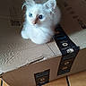 Luna participe au concours pour gagner de l'argent avec cette photo : kitten, cat, white_cat, blue_eyes, fluffy, pet, animal, cardboard_box, amazon_prime, indoor, curious, cute, feline, small, young, fur, whiskers, ears, floor, domestic