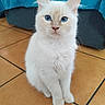 Luna participe au concours pour gagner de l'argent avec cette photo : cat, kitten, blue_eyes, white_fur, indoor, tile_floor, pet, cute, animal, feline, sitting, looking_at_camera, fur, whiskers, ears, floor, blanket, furniture, domestic, young