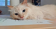 Luna a rejoint le concours — aidez-le/la à gagner de superbes lots ! cat, fluffy, cream_colored, blue_eyes, table, paper, indoor, window, daylight, paper_towel, resting, lying_down, face, whiskers, fur, ears, close_up, domestic_animal, pet, relaxed