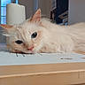 cat, fluffy, cream_colored, blue_eyes, table, paper, indoor, window, daylight, paper_towel, resting, lying_down, face, whiskers, fur, ears, close_up, domestic_animal, pet, relaxed