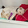 cat, white_cat, bandage, purple_bandage, red_blanket, tube, veterinary, sick_cat, indoor, resting, fur, animal, pet, cozy, injury, medical_treatment, enclosure, close_up, cute, feline
