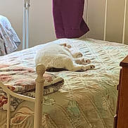 Misty is registered to the contest to win money with this photo: bed, bedroom, cat, cozy, curtain, fabric, fluffy, furniture, home, indoor, natural_light, pillow, quiet, quilt, resting, sleeping_cat, soft_light, vintage, white_cat, window