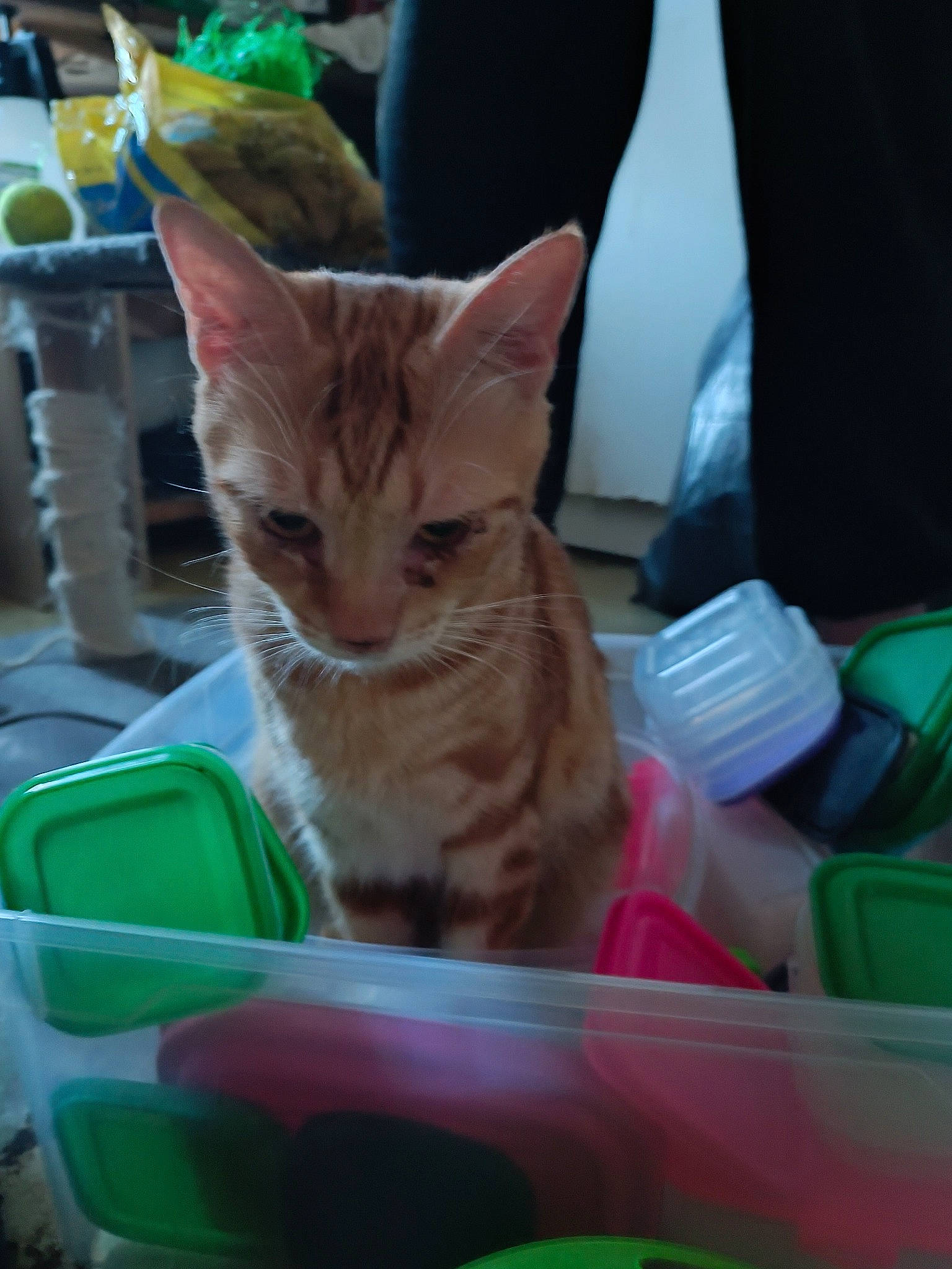 Spirou participe au concours pour gagner de l'argent avec cette photo : carnivore, cat, cat_supply, claw, comfort, domestic_short_haired_cat, fawn, felidae, fur, green, paw, pet_supply, plastic, sitting, small_to_medium_sized_cats, snout, whiskers