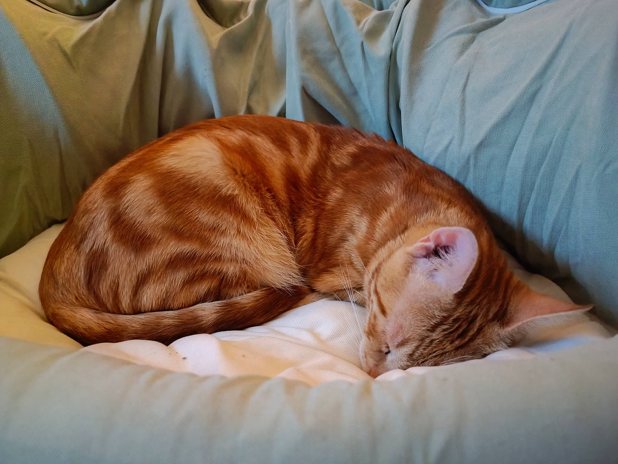 Spirou a rejoint le concours — aidez-le/la à gagner de superbes lots ! bedtime, brown, canidae, carnivore, cat, comfort, companion_dog, domestic_short_haired_cat, fawn, felidae, fur, linens, liver, nap, small_to_medium_sized_cats, sporting_group, tail, textile, whiskers, wood