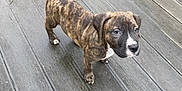 Marley participe au concours pour gagner de l'argent avec cette photo : animal, architecture, boardwalk, bostonbull, boxer, bridge, building, bulldog, canine, dog, frenchbulldog, hound, house, housing, indoors, interiordesign, pet, pitbull, puppy, snout
