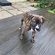 Marley participe au concours pour gagner de l'argent avec cette photo : accessories, animal, architecture, bostonbull, boxer, building, bulldog, canine, dog, frenchbulldog, hound, indoors, interiordesign, pet, pitbull, plant, pottedplant, puppy, strap, wood