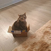 Minnie is registered to the contest to win money with this photo: cat, tabby_cat, pet, animal, box, cardboard, sitting, indoors, wooden_floor, rug, shaggy_rug, home, portrait, whiskers, ears, eyes, collar, floor, cozy, funny