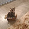 cat, tabby_cat, pet, animal, box, cardboard, sitting, indoors, wooden_floor, rug, shaggy_rug, home, portrait, whiskers, ears, eyes, collar, floor, cozy, funny