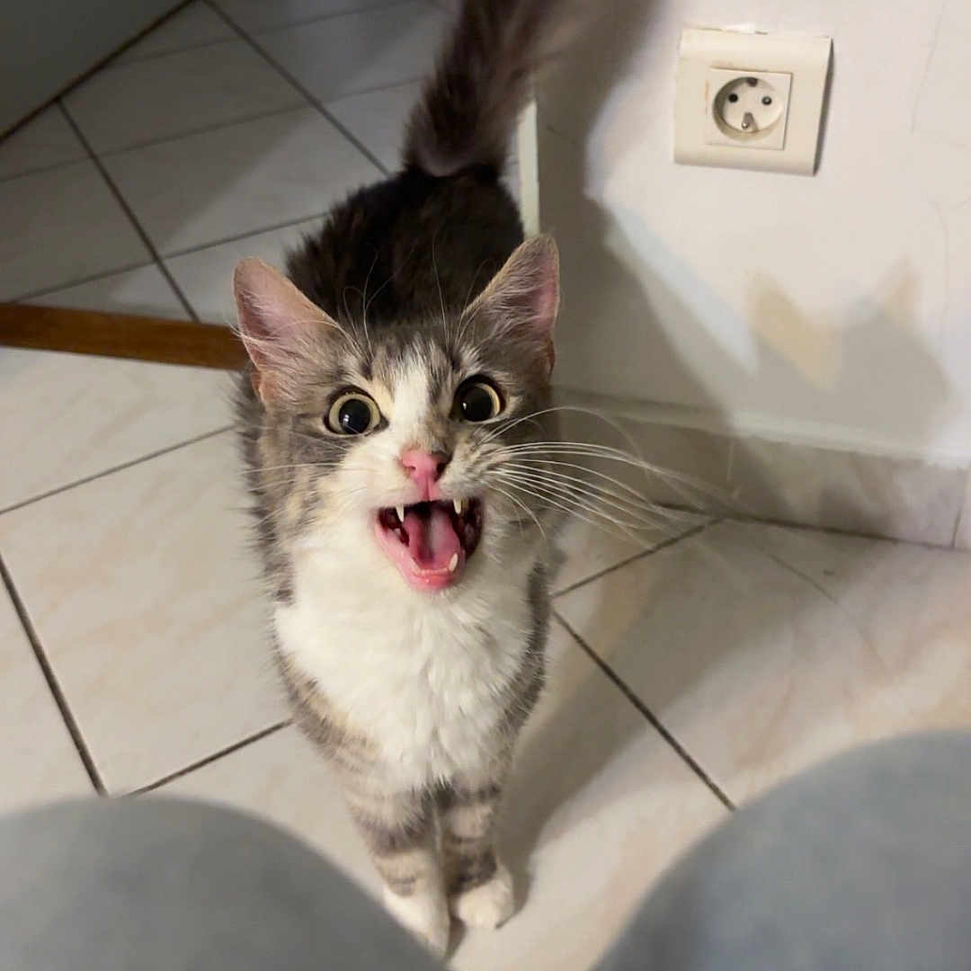 Chanel a rejoint le concours — aidez-le/la à gagner de superbes lots ! animal, cat, close_up, curious, domestic, electric_socket, floor, fur, home, indoor, kitten, meowing, pet, pink_nose, playful, tail, tile, whiskers, white_wall, wide_eyes