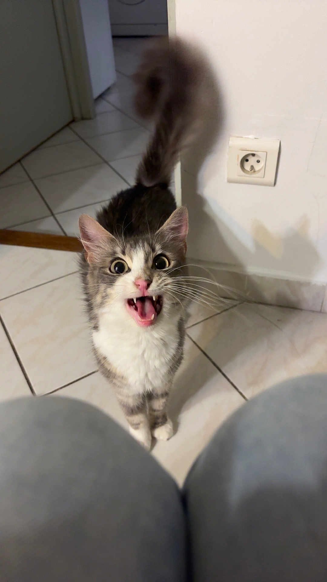 Chanel a rejoint le concours — aidez-le/la à gagner de superbes lots ! cat, kitten, indoor, floor, tile, tail, whiskers, pet, animal, meowing, fur, pink_nose, curious, playful, wide_eyes, close_up, domestic, home, white_wall, electric_socket