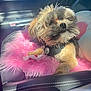 Teddy joined the competition — help win amazing prizes! dog, small_dog, fluffy, car_interior, car_seat, pink_blanket, sunlight, pet_harness, furry, resting, cute, cozy, domestic_animal, animal, seat, leather_seat, daylight, close_up, companion, indoor