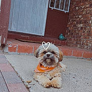 Teddy is registered to the contest to win money with this photo: dog, small_dog, orange_bandana, porch, brick_wall, concrete, door, pet, cute, fluffy, animal, outdoor, resting, front_yard, canine, mammal, house, relaxed, paw, face