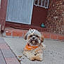 dog, small_dog, orange_bandana, porch, brick_wall, concrete, door, pet, cute, fluffy, animal, outdoor, resting, front_yard, canine, mammal, house, relaxed, paw, face