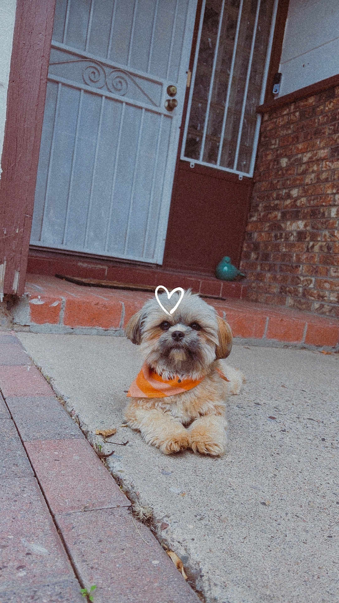 Teddy