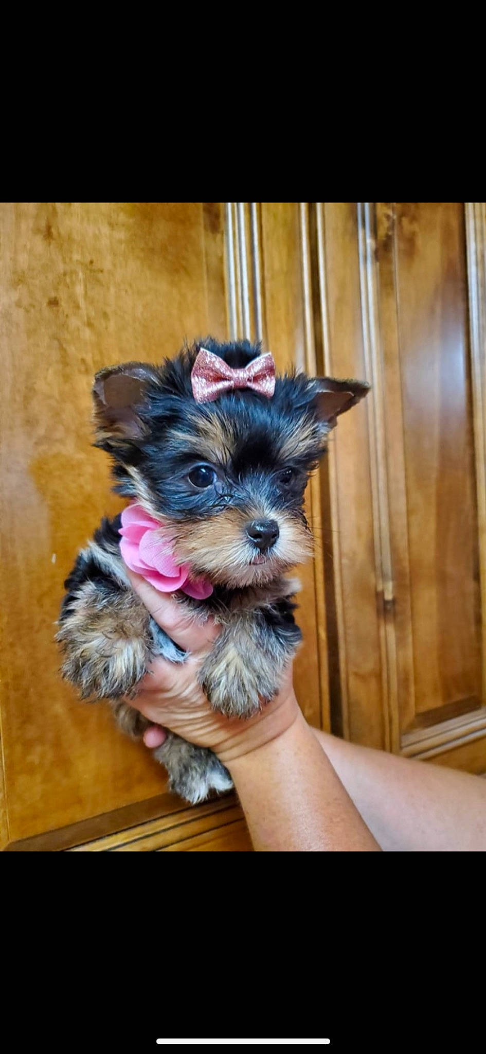 Zoey joined the competition — help win amazing prizes! australian_silky_terrier, biewer_terrier, cairn_terrier, canidae, carnivore, chinese_imperial_dog, companion_dog, dog, dog_breed, maltepoo, mammal, morkie, puppy, rare_breed_dog, small_terrier, terrier, toy_dog, vertebrate, yorkipoo, yorkshire_terrier