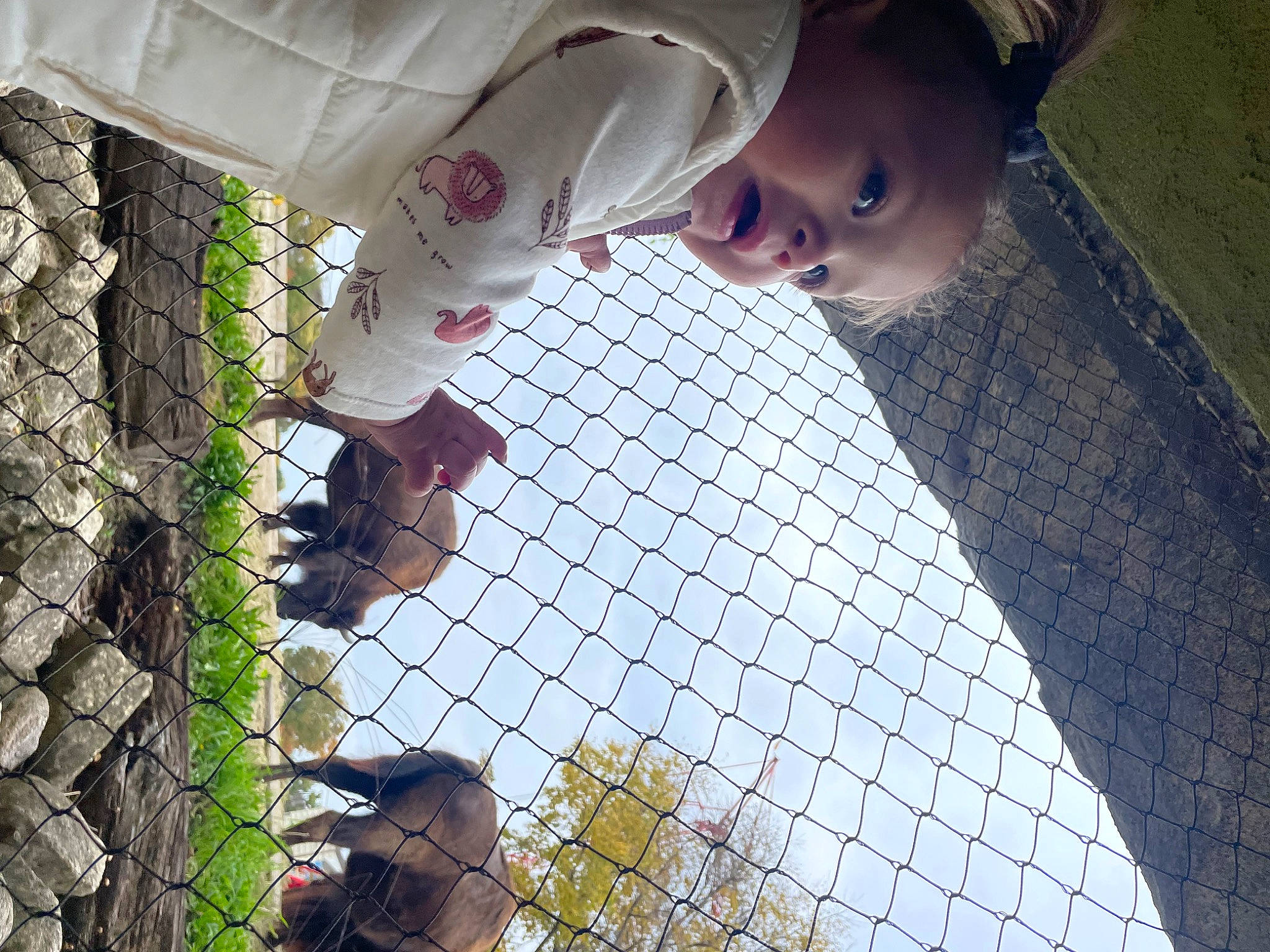 Brynleigh joined the competition — help win amazing prizes! baby, baby_toddler_clothing, chain_link_fencing, child, eye, fence, fun, grass, happy, leisure, mammal, mesh, net, pattern, people_in_nature, person, plant, toddler, tree, wire_fencing