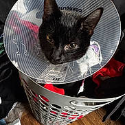 Edwards is registered to the contest to win money with this photo: black_cat, cat, cone, protective_collar, laundry_basket, clothes, indoor, wooden_floor, pet, animal, looking_up, feline, household, domestic_cat, cute, sitting, close_up, expression, cone_head, basket