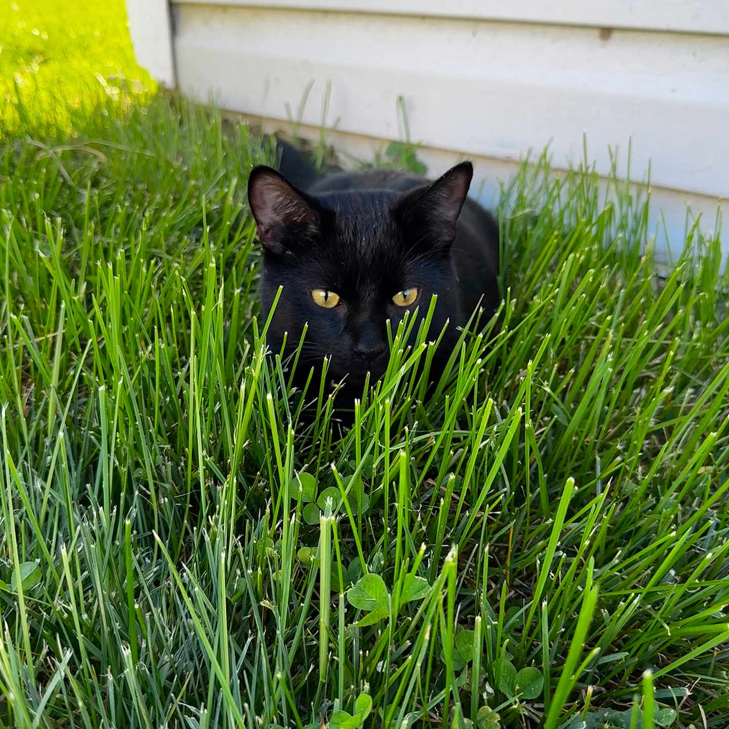 Edwards joined the competition — help win amazing prizes! black_cat, cat, grass, greenery, outdoor, yellow_eyes, animal, pet, feline, nature, daylight, house_wall, garden, stealthy, close_up, mammal, domestic_cat, wildlife, summer, sunlight