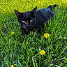 Edwards is registered to the contest to win money with this photo: black_cat, cat, grass, dandelion, yellow_flower, outdoor, animal, pet, nature, greenery, flora, closeup, feline, yellow_eyes, summer, sunlight, relaxing, cute, wildlife, mammal