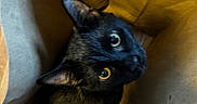Edwards joined the competition — help win amazing prizes! cat, black_cat, paper_bag, indoor, curious, pet, animal, feline, whiskers, ears, eyes, looking_up, brown_floor, close_up, domestic_animal, cute, household, playful, portrait, container