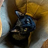 cat, black_cat, paper_bag, indoor, curious, pet, animal, feline, whiskers, ears, eyes, looking_up, brown_floor, close_up, domestic_animal, cute, household, playful, portrait, container