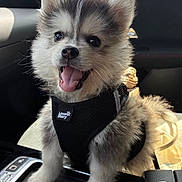 Yuki a rejoint le concours — aidez-le/la à gagner de superbes lots ! puppy, dog, happy, pet, car_interior, harness, tongue_out, fluffy, cute, sitting, center_console, black_harness, vehicle, adorable, small_dog, joyful, indoor, animal, transportation, companion