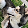 Sofie joined the competition — help win amazing prizes! dog, siberian_husky, blue_eyes, fur, pet, outdoor, grass, canine, animal, muzzle, ears, leash, collar, lying_down, side_view, nature, daylight, snout, portrait, cute